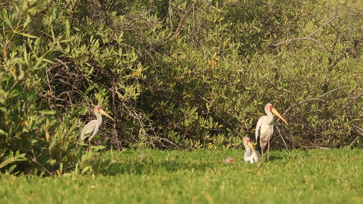 Yellow-billed Stork